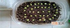 豌豆怎么播种