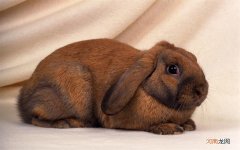 如何写关于学校运动会开幕式进行一个场面描写 校运动会新闻稿开幕式范文