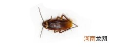 蟑螂是多大