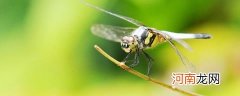 蜻蜓吃啥蔬菜