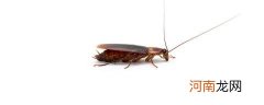 蟑螂会飞吗