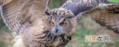 猫头鹰特点是什么