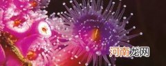 海葵是什么东西
