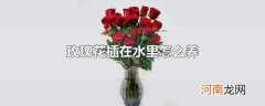玫瑰花插在水里怎么养