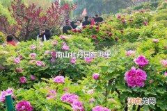 南山牡丹园在哪里 洛阳南山牡丹文化园要门票不