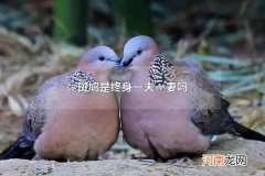 斑鸠是终身一夫一妻吗 斑鸠寿命一般多少年