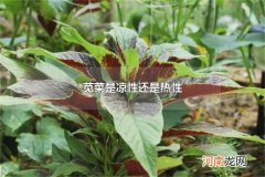 苋菜是凉性还是热性 苋菜要焯水吗