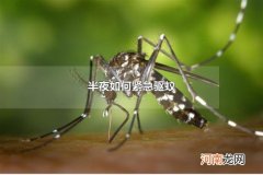 半夜如何紧急驱蚊 什么植物可以驱蚊