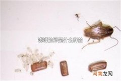 蟑螂的卵是什么样的 蟑螂卵孵化需要多久