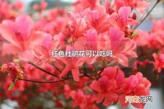 红色杜鹃花可以吃吗 红色杜鹃花的寓意
