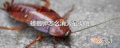 蟑螂卵怎么消灭最彻底