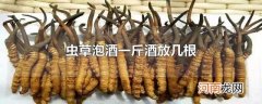 虫草泡酒一斤酒放几根