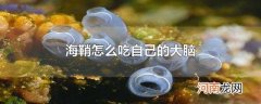 海鞘怎么吃自己的大脑
