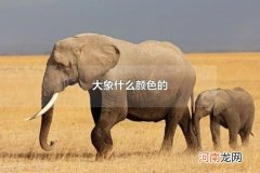 大象什么颜色的 大象是几级保护动物