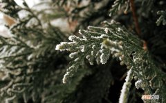 血糖偏高的人适合吃什么水果相关了解点第10点 血糖偏高的人适合吃什么水果
