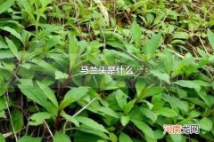 马兰头是什么 马兰头可以怎么吃