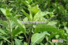 枸杞叶怎样做成茶叶 枸杞叶做成茶叶如何保存