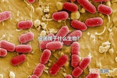 细菌属于什么生物？ 细菌和病毒的区别