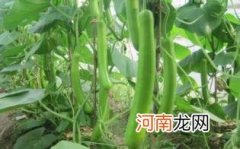 瓠子塞肉的做法