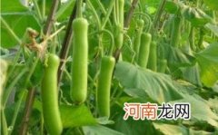 瓠子的做法