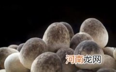 吃草菇需要注意什么