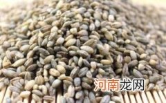 青稞酒是哪个民族的特色饮品