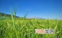 青稞面的功效与作用