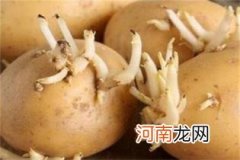土豆发芽了还能把芽去掉还能吃吗