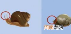 田螺和蜗牛的区别