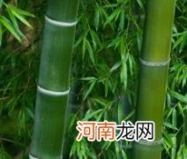 是蜡，防虫保湿的 竹子上白色的霜是什么,有什么作用