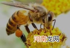 靠太阳来辨别方向 蜜蜂是怎么认识方向的