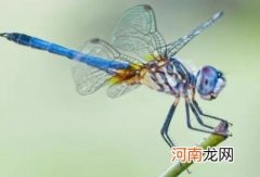 无毒 蜻蜓有毒吗,蜻蜓会咬人吗