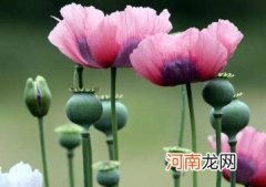 罂粟花种植多少棵算违法?一株也不行