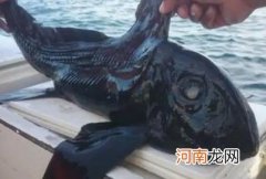 存在的,是现代鲨鱼远亲 鬼鲨鱼存在吗,鬼鲨鱼长什么样子