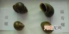福寿螺可以吃吗,福寿螺和田螺的区别