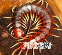 要高温处理 蜈蚣可以吃吗,一部分品种可以吃