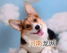 粘人还会送玩具 柯基认主人的表现有哪些