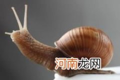 蜗牛壳碎了怎么办,蜗牛壳碎了还能活吗