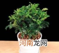 清香木的功效和作用,清香木能驱蚊子吗