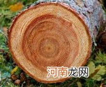 天然的指南针有哪些,年轮青苔和竹子