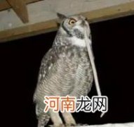 比自己体型小的 猫头鹰吃蛇吗,吃的