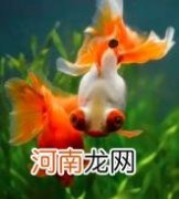 一般是肠炎 养的金鱼拉屎是白色的原因