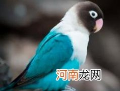 一般是紧张或有压力的时候 鹦鹉一直叫是什么原因