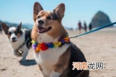 5个关于狗狗的冷知识,狗狗居然没有锁骨