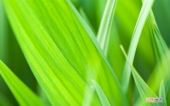阿莫西林胶囊可以和庆大霉素一起吃吗 阿莫西林胶囊有消炎作用么什么消炎药