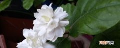 虎头茉莉的养殖方法和注意事项