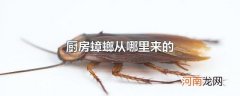 厨房蟑螂从哪里来的