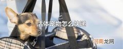 活体宠物怎么快递