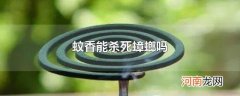 蚊香能杀死蟑螂吗