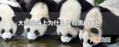 大熊猫身上为什么只有黑白两色